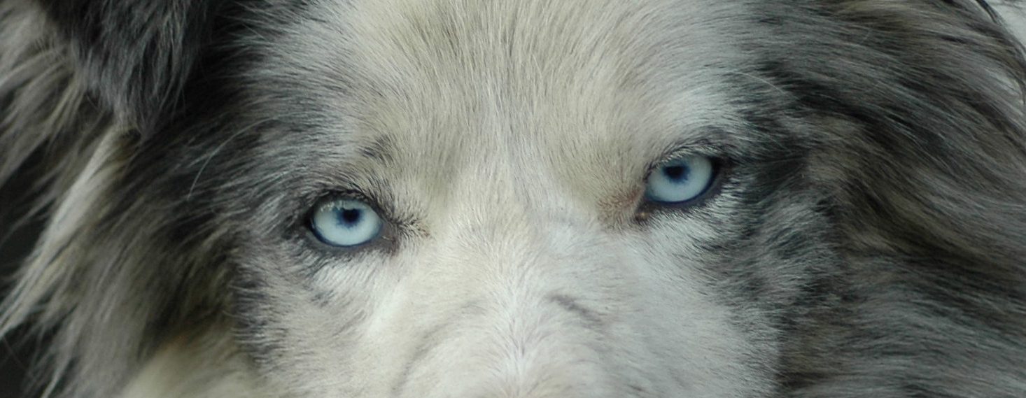 Yeux Max